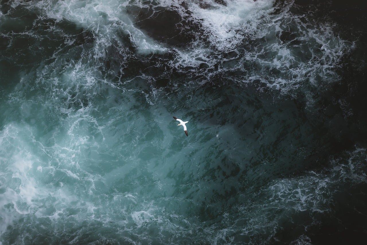 Bird Sea Waves wallpaper