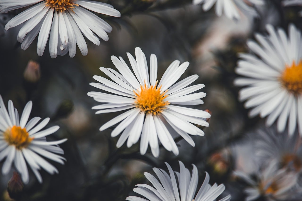 Aster Flower White Flowers wallpaper