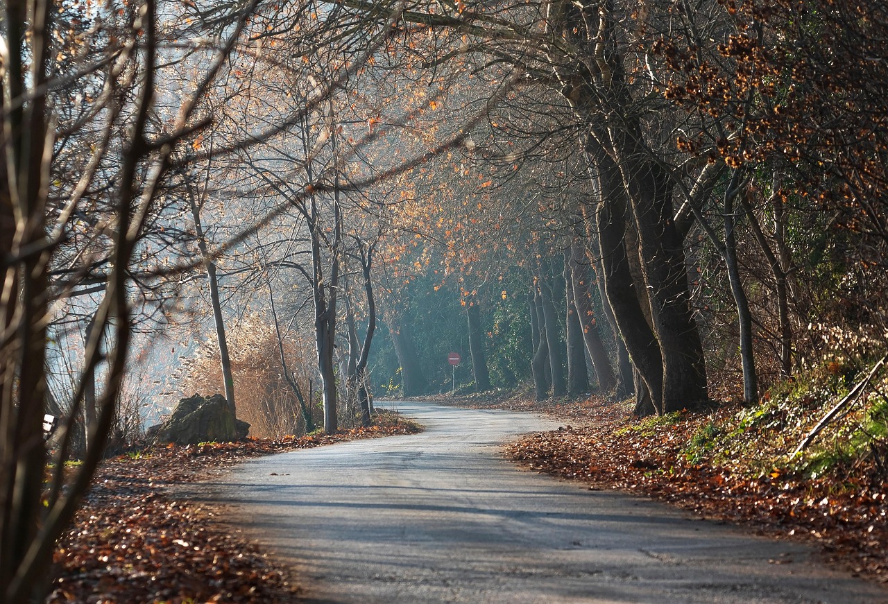 Trees Forest Lake wallpaper