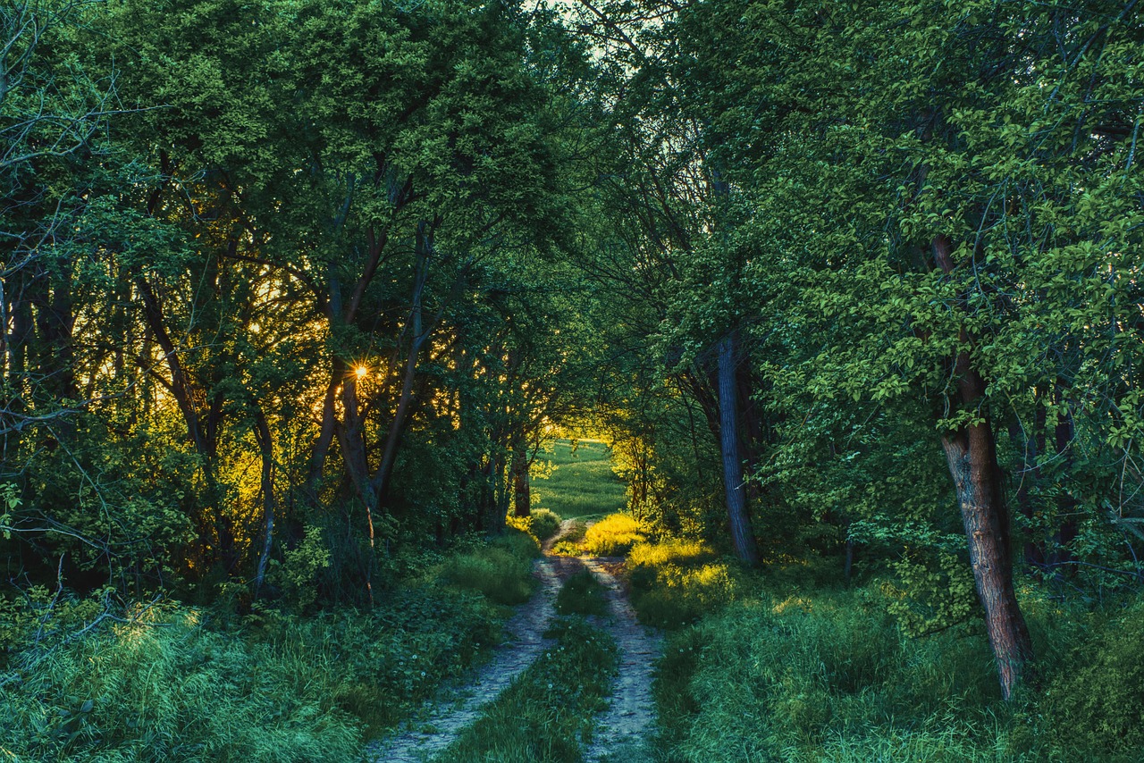 Dirt Road Forest Sunset wallpaper