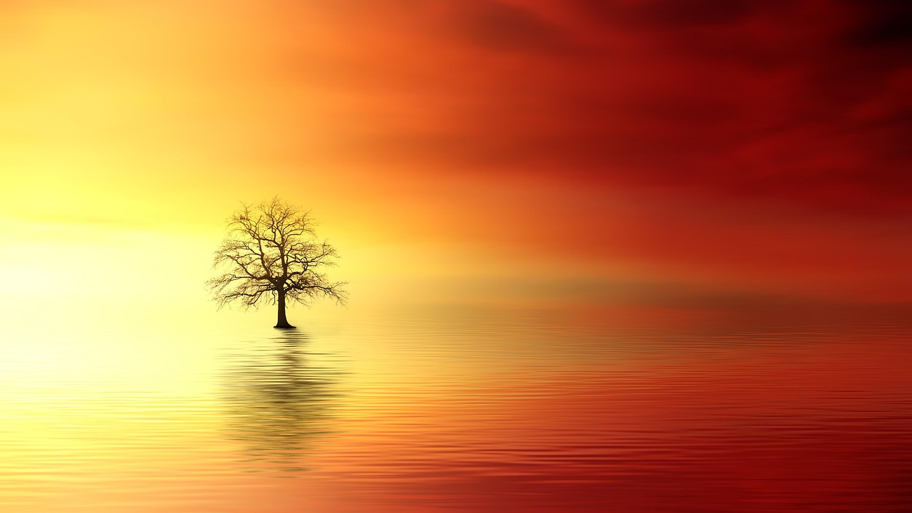Sunset Tree Dawn wallpaper