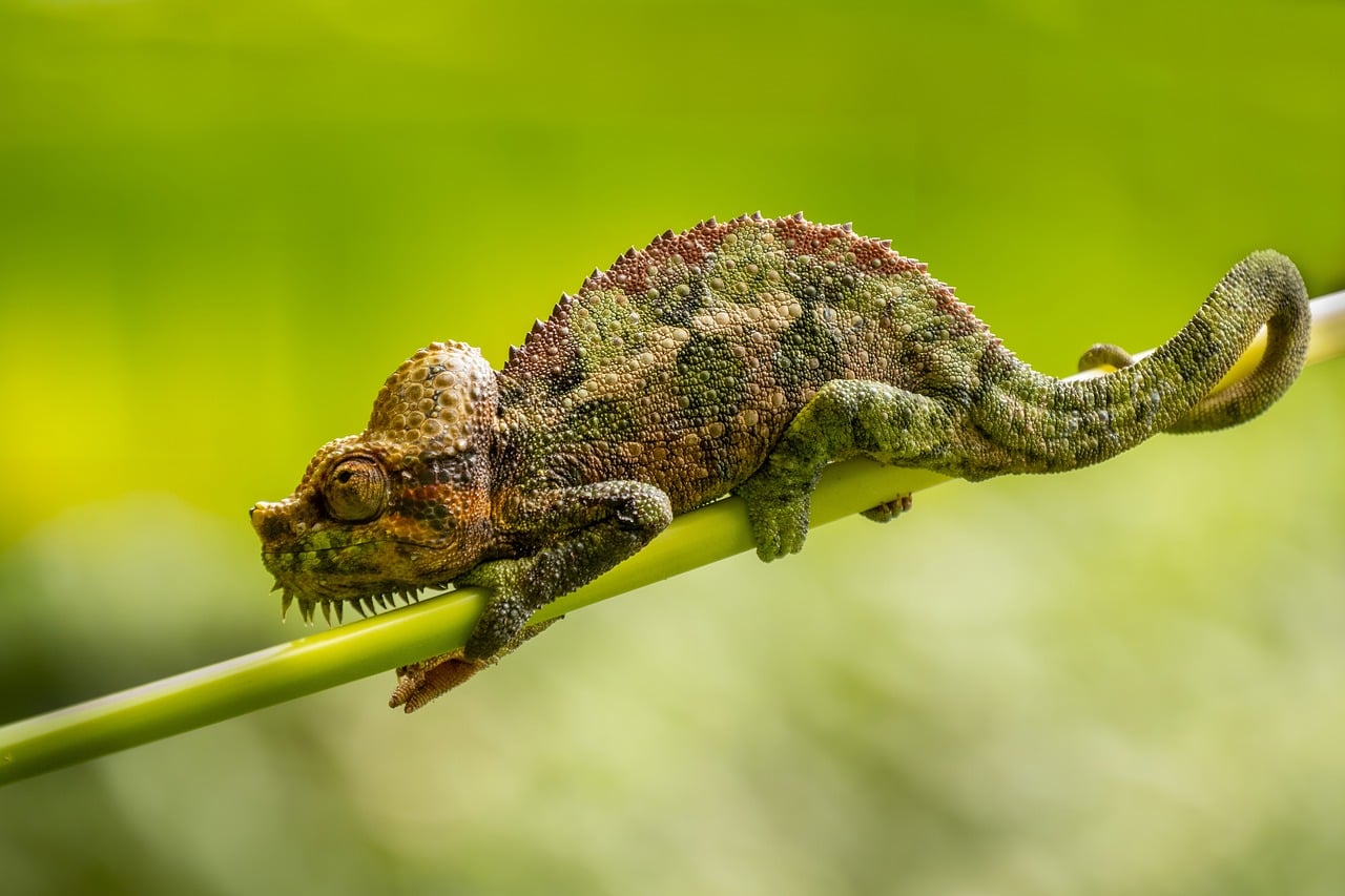 Chameleon Reptile Animal wallpaper