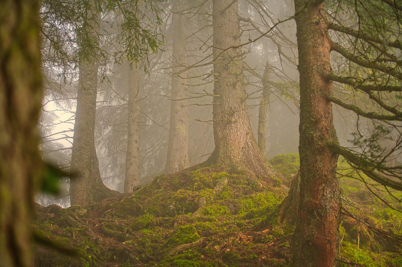 Forest Fog Coniferous Forest wallpaper