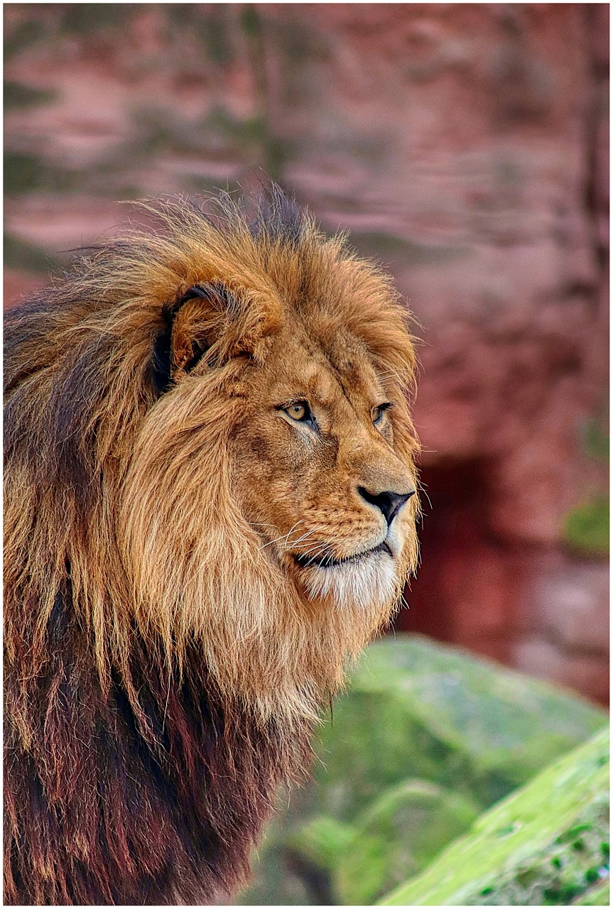 Lion Mane Wild wallpaper