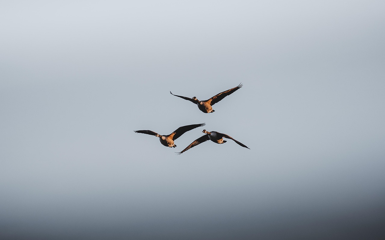 Canada Geese Birds Nature - HD 4K Wallpapers