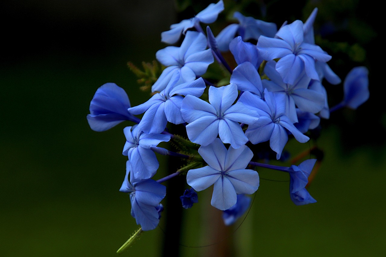 Cape Leadwort Flowers Plant wallpaper