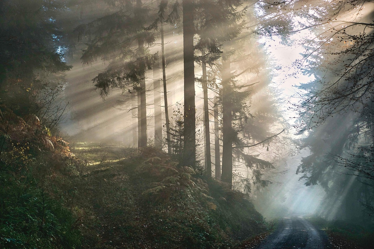 Forest Fog Nature wallpaper