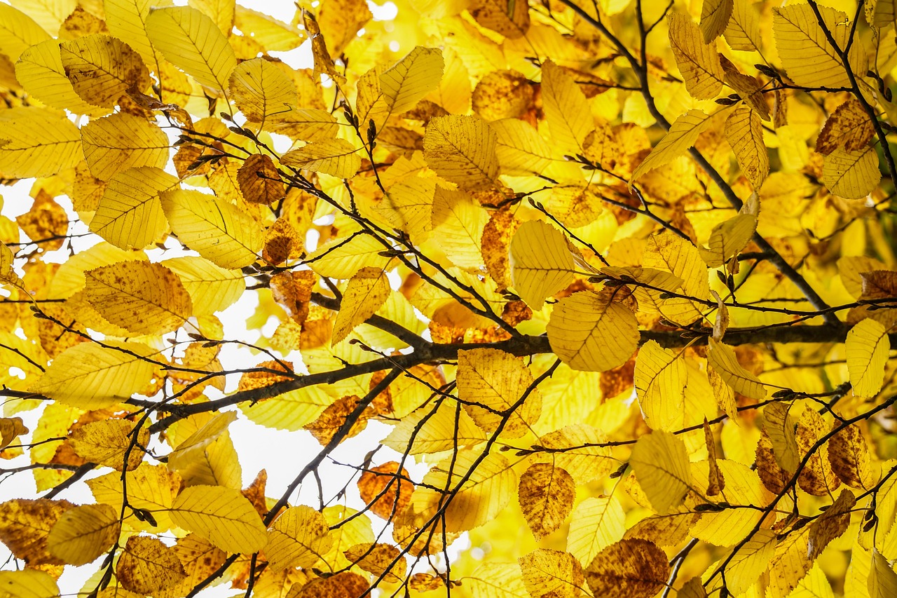 Leaves Branch Autumn wallpaper