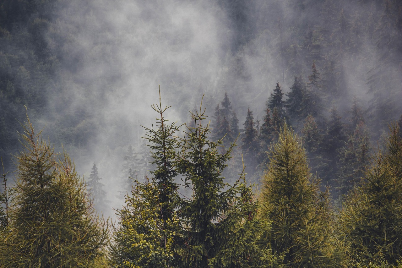 Pine Forest Pine Trees Forest wallpaper