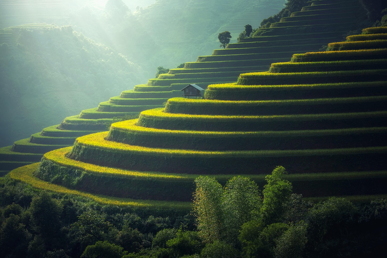 Rice Plantation Thailand Rice wallpaper