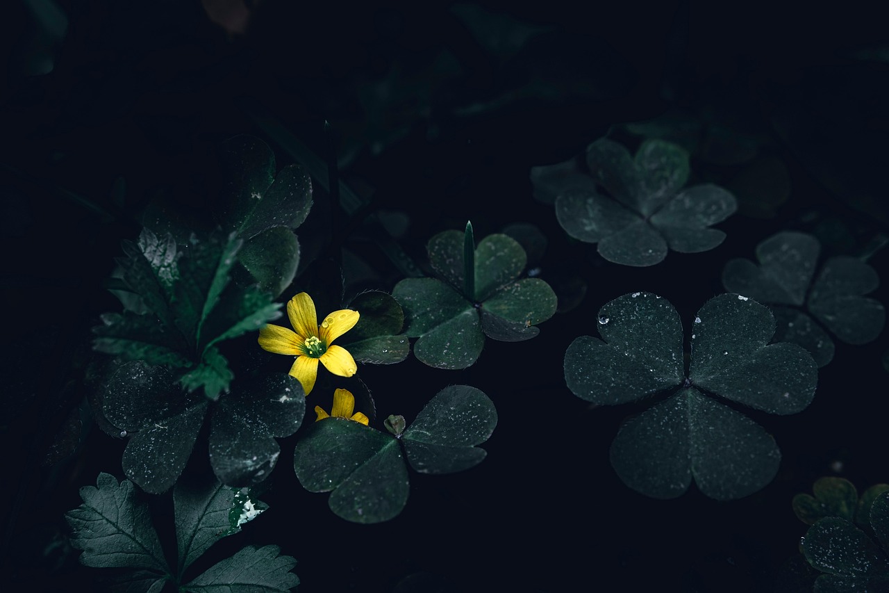 After The Rain Clover Creeping Woodsorrel wallpaper