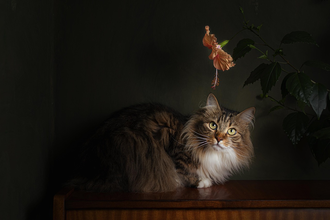 Cat Pet Animal wallpaper