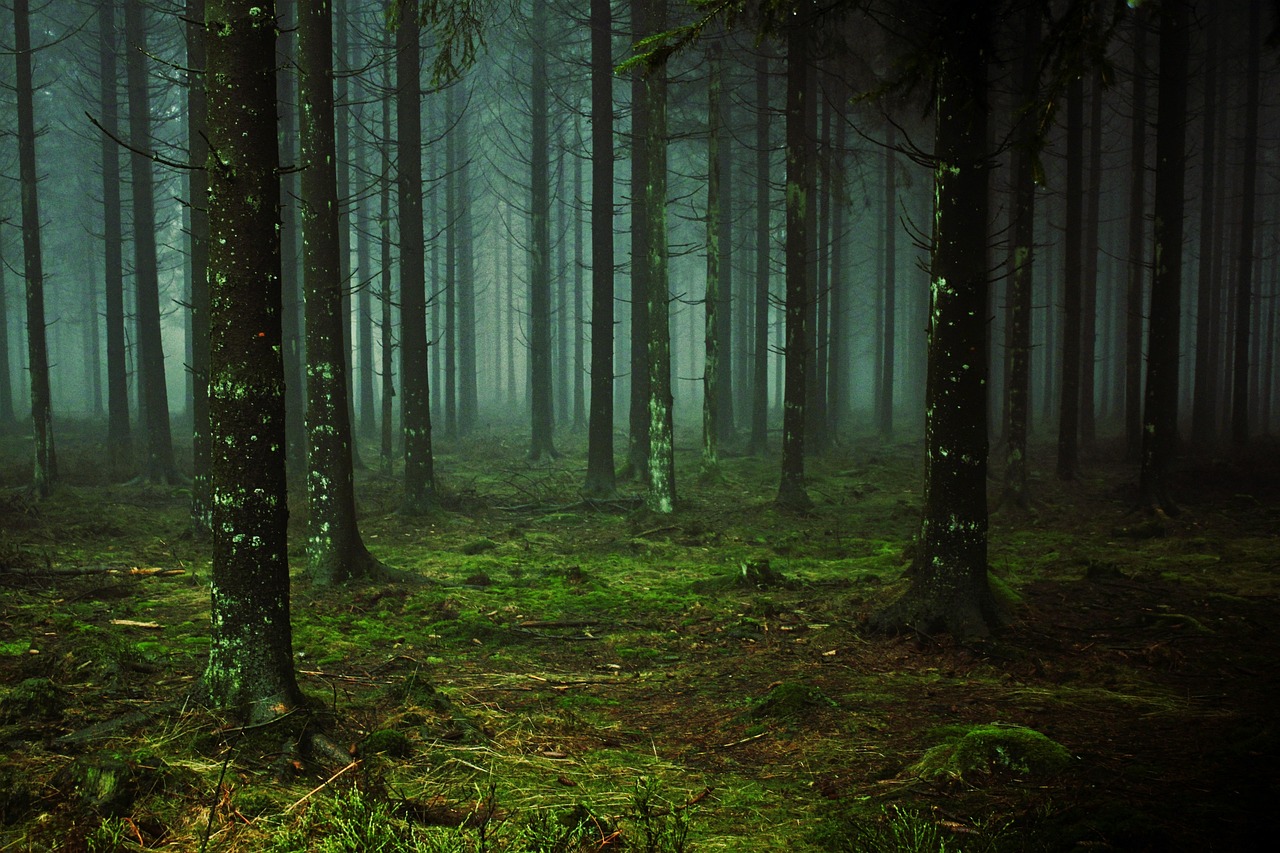 Forest Trees Fog wallpaper