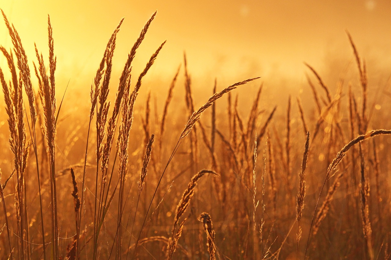Morning Mist Mood Landscape wallpaper