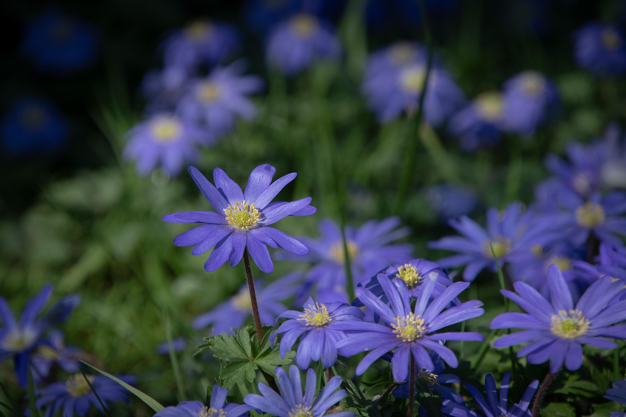 Flower Anemone Bloom wallpaper