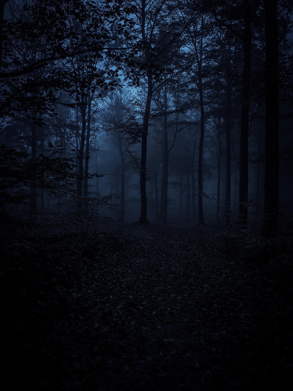 Forest Darkness Trees wallpaper