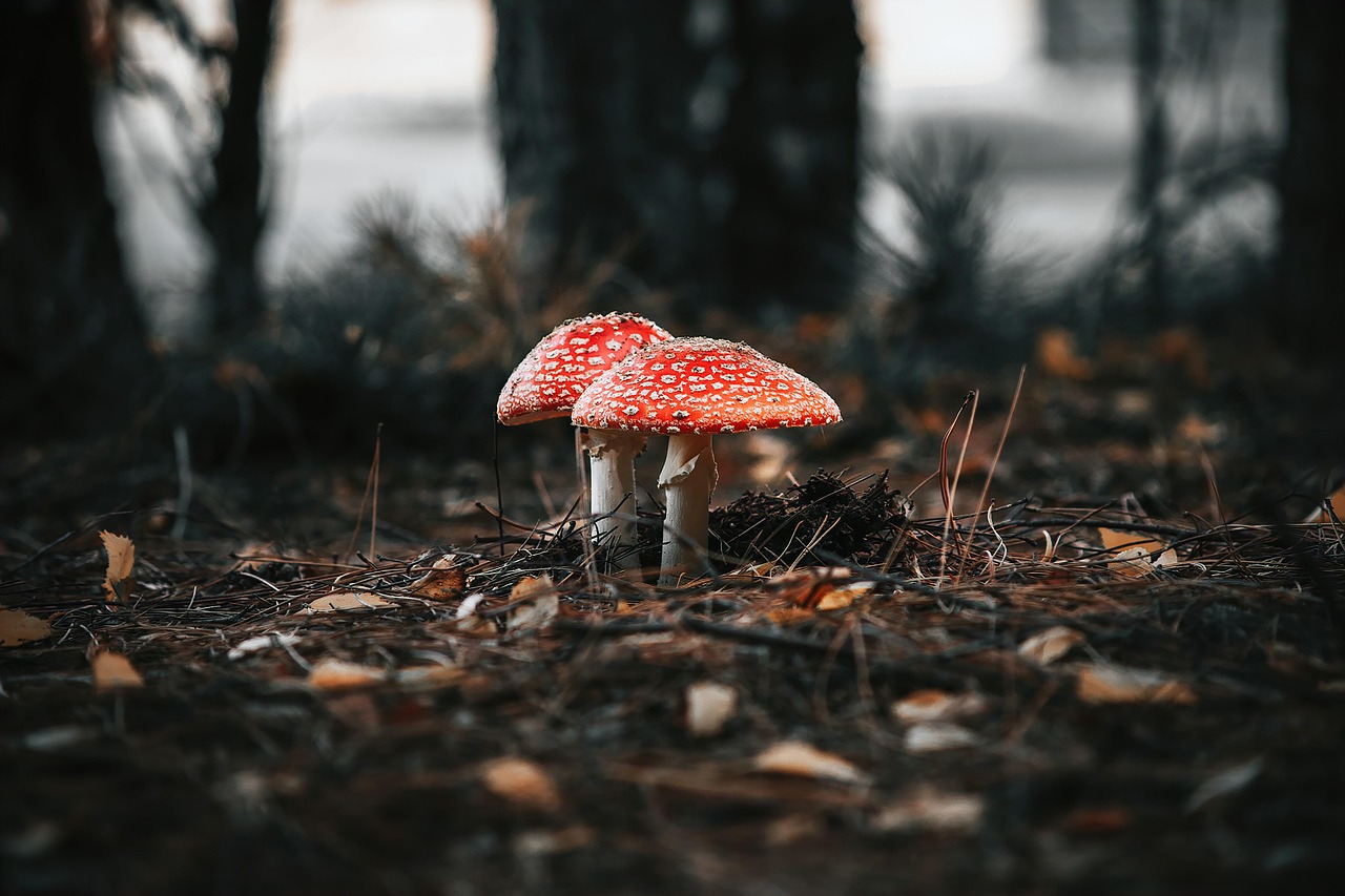 Mushroom Forest Toadstool wallpaper