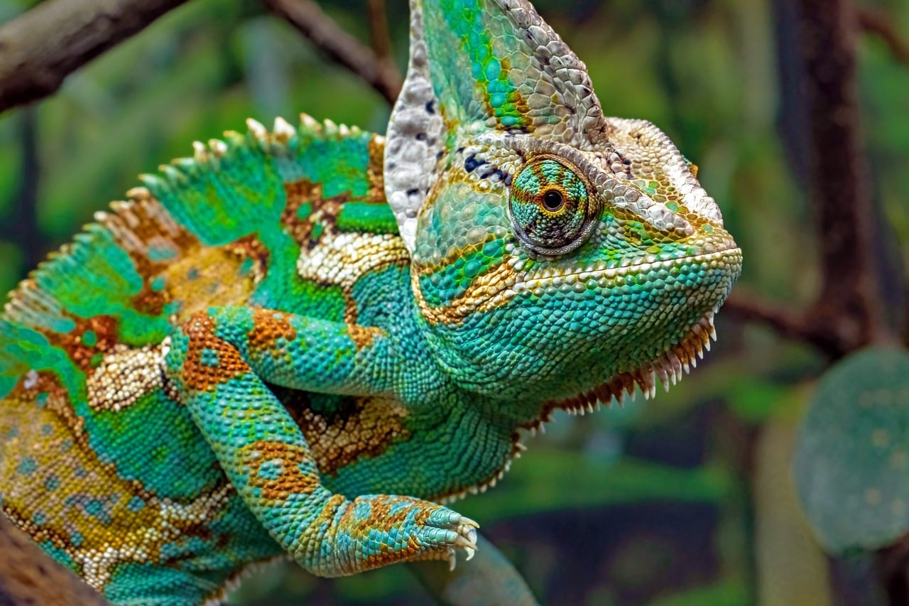 Chameleon Reptile Lizard wallpaper