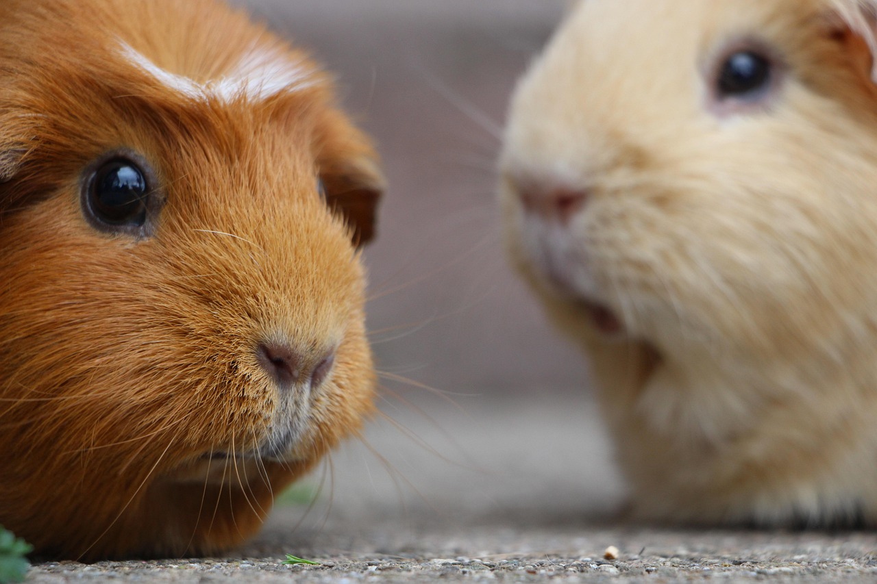 Guinea Pig Rodent Mammal wallpaper