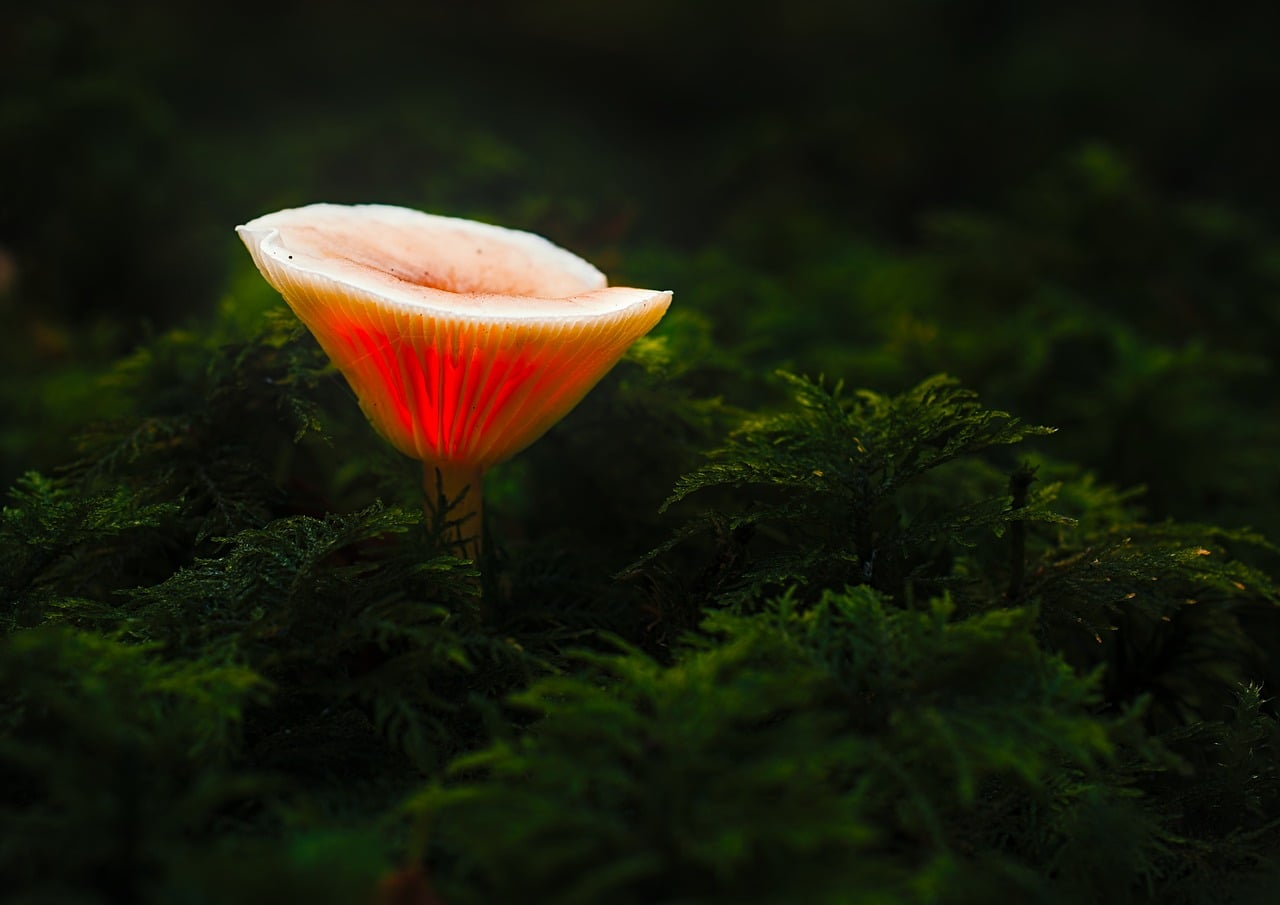 Mushroom Glowing Mushroom Nature wallpaper