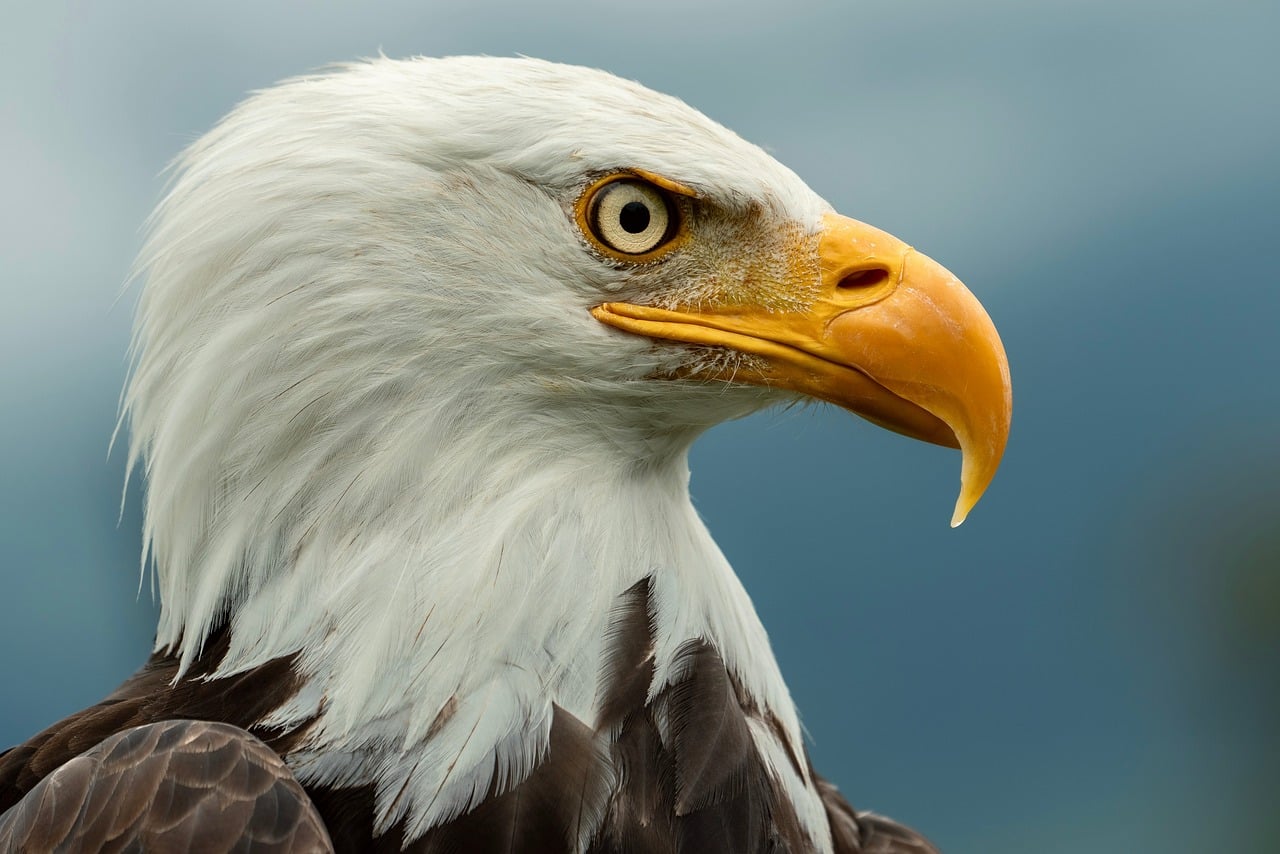 Bald Eagle Bird Of Prey Beak wallpaper