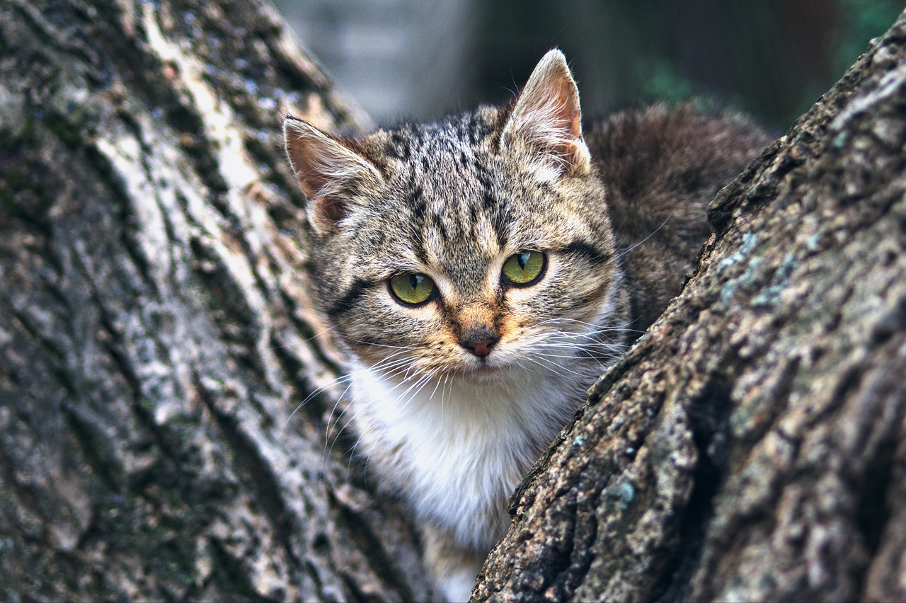 Cat Kitten Animal wallpaper