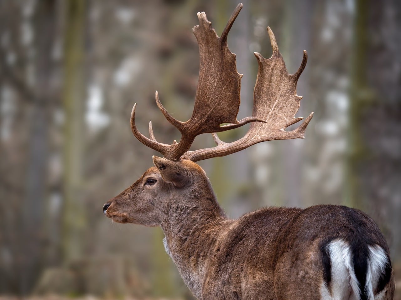 Fallow Deer Animal Mammal wallpaper