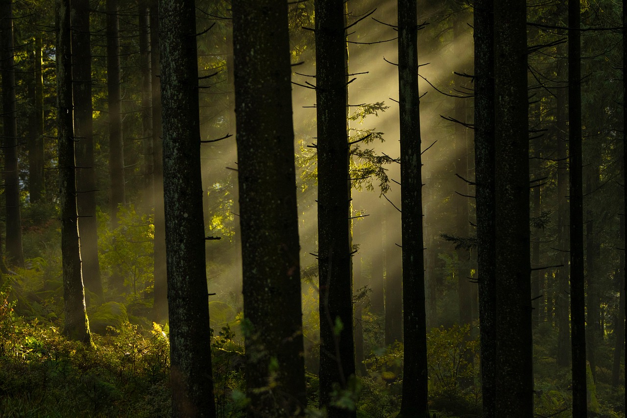 Forest Trees Woods wallpaper