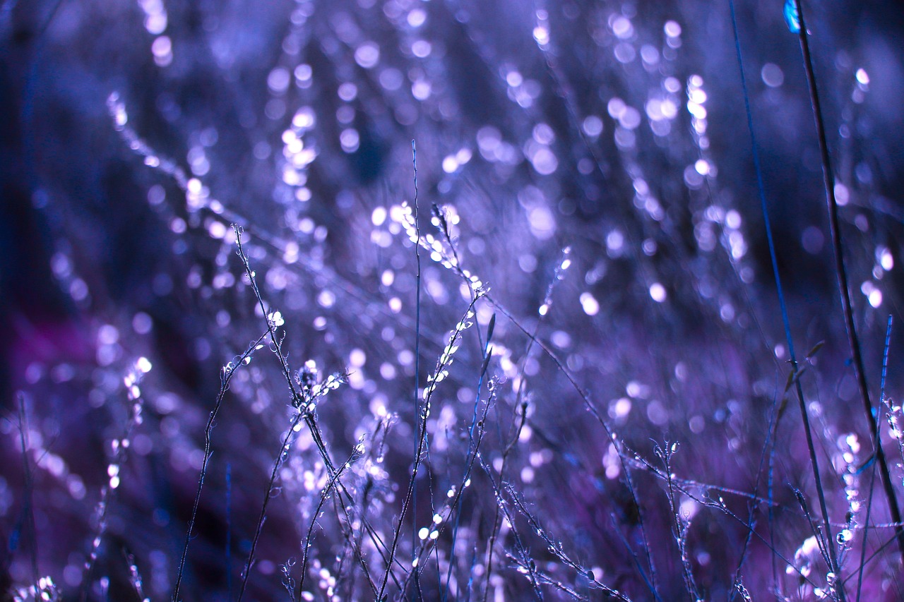 Plants Dried Field wallpaper