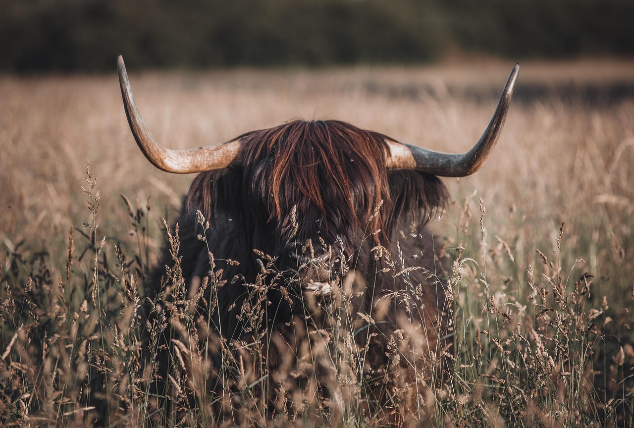 Highland Cow Meadow Nature wallpaper