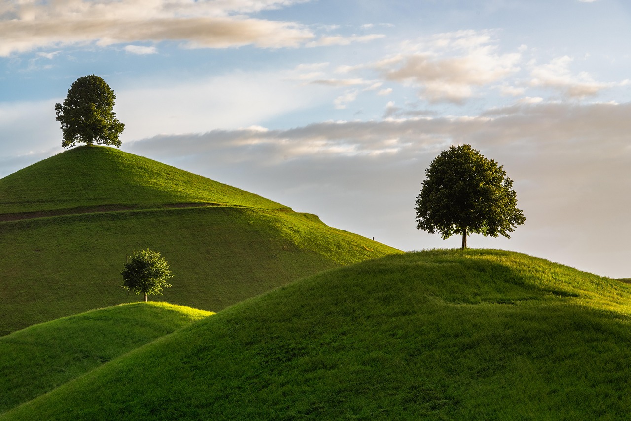 Hill Tree Drumlin wallpaper