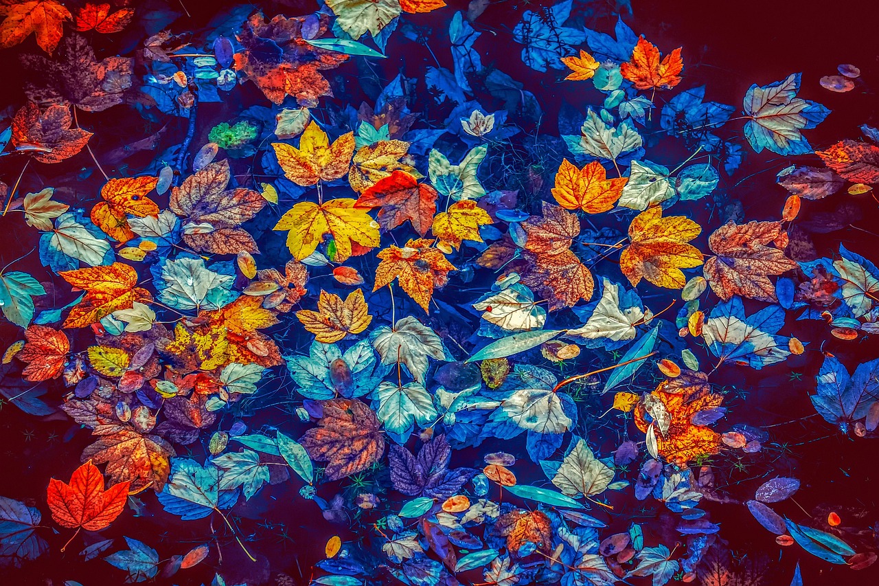 Leaves Autumn Water wallpaper