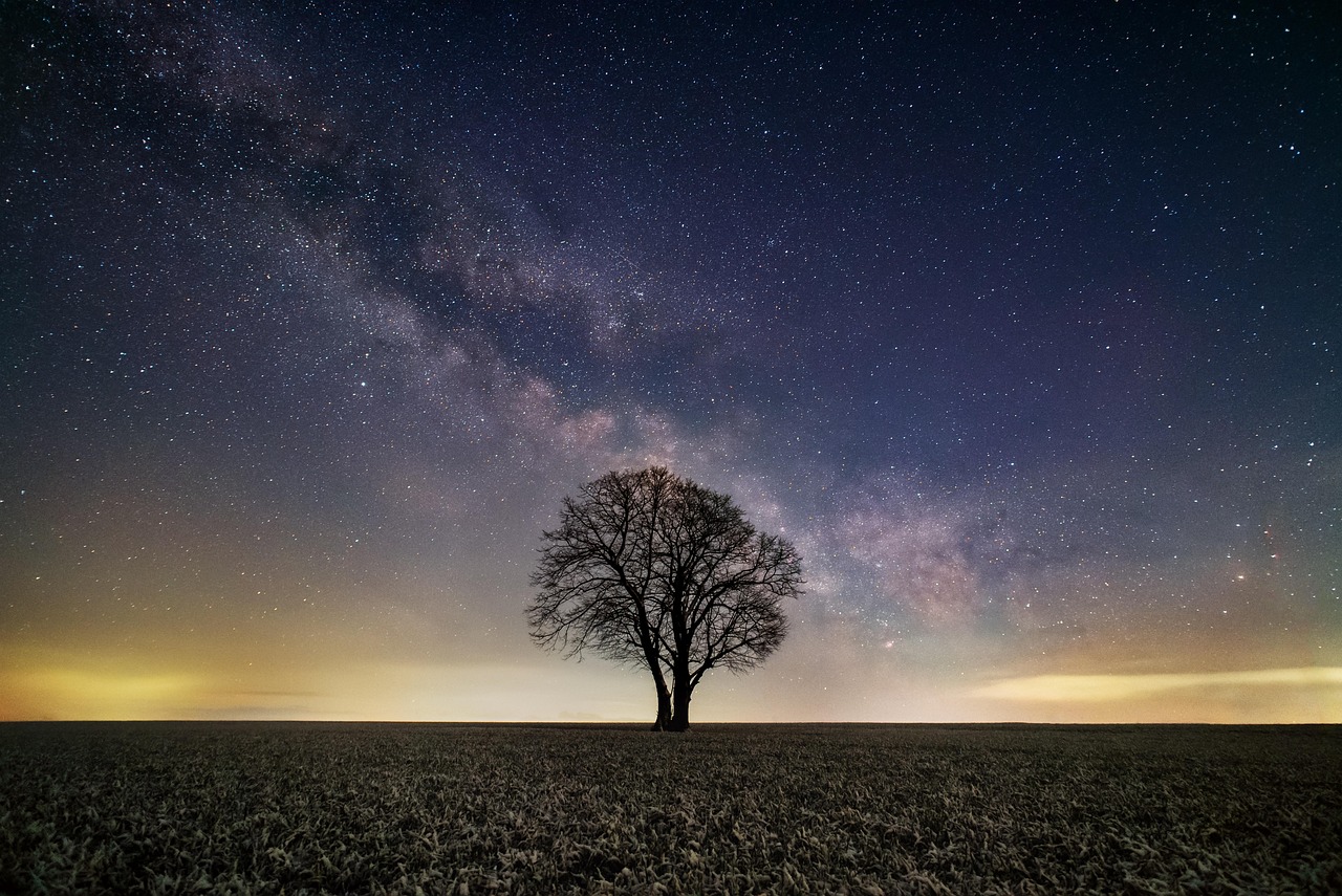 Night Sky Tree Field wallpaper