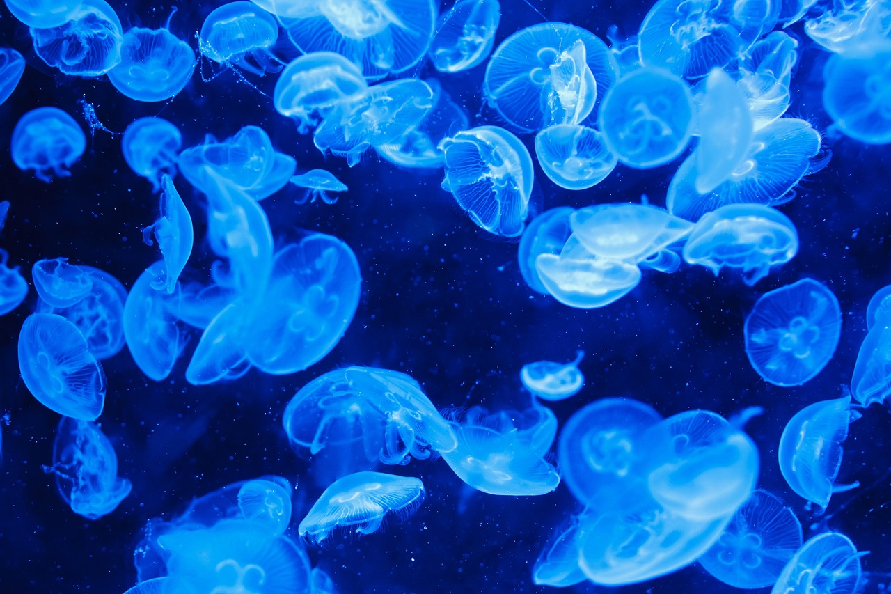 Sea Animal Jellyfish wallpaper
