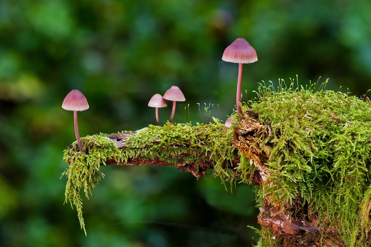 Mushrooms Moss Wild Mushrooms wallpaper