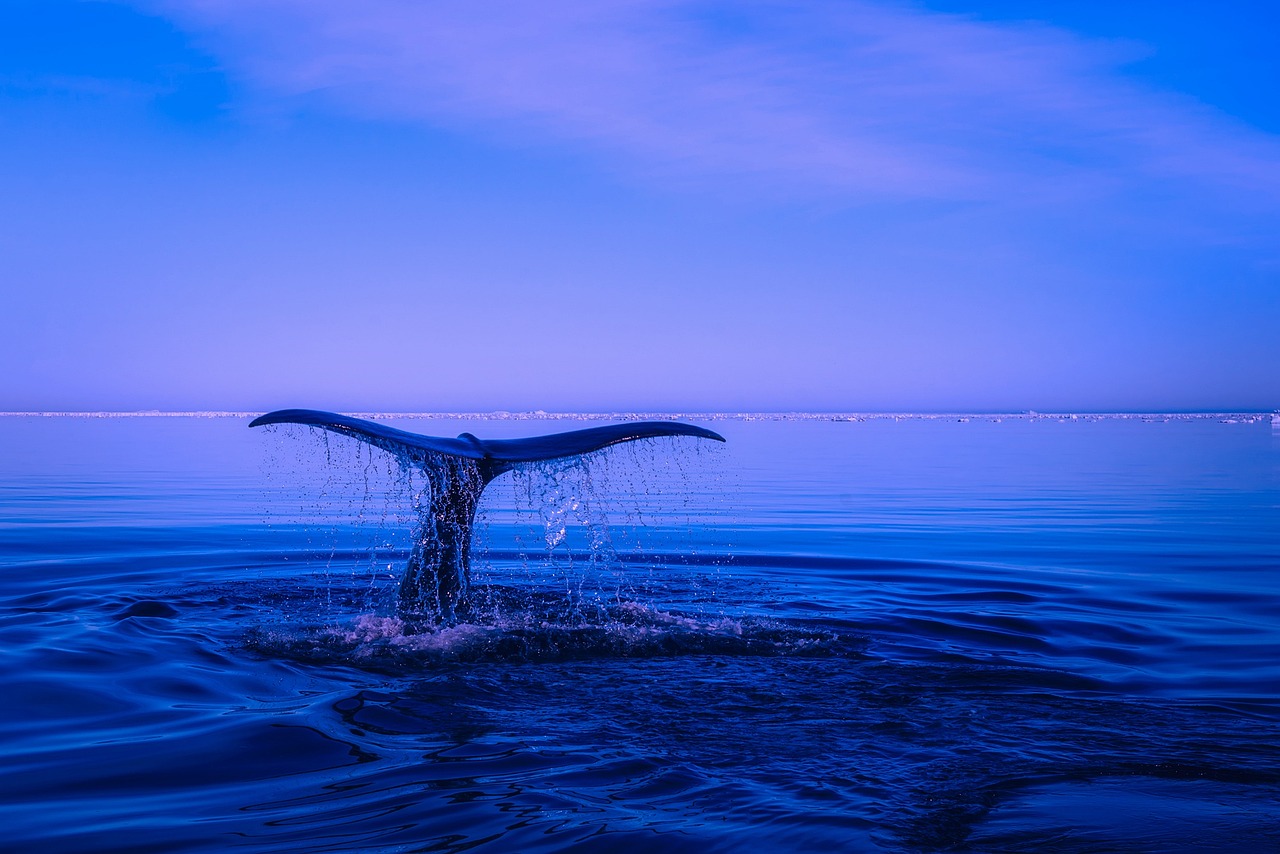 Sea Humpback Whale Tail wallpaper