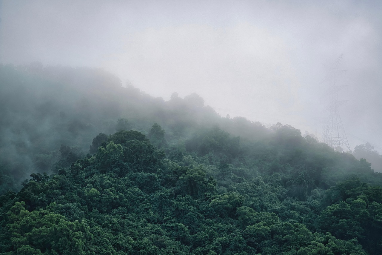 Mountain Forest Trees wallpaper