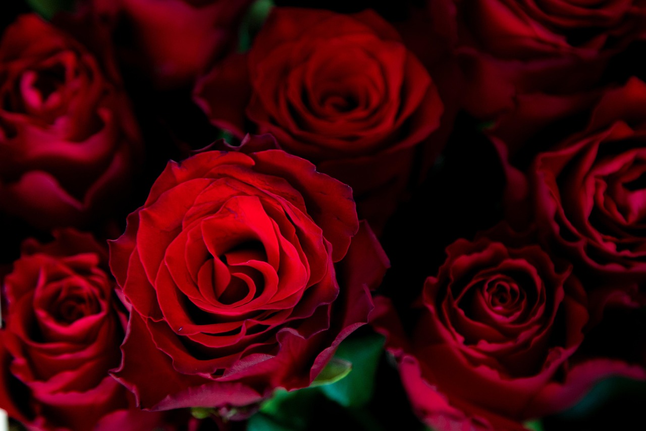 Roses Red Roses Bouquet wallpaper