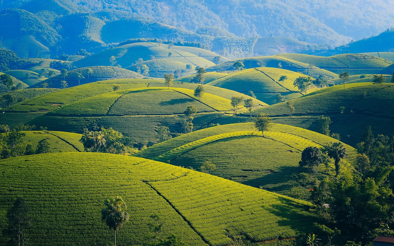 Mountains Tea Leaves wallpaper