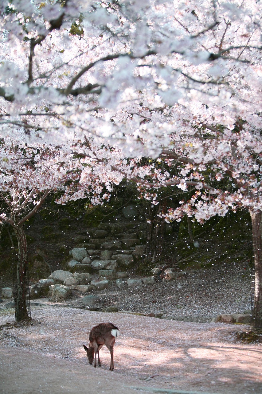 Deer Japan Miyajima wallpaper