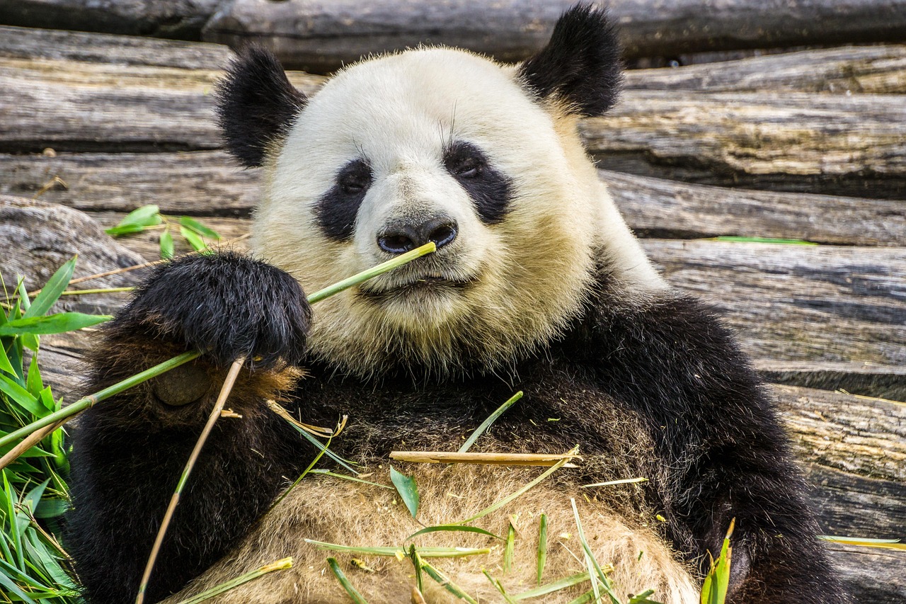 Panda Panda Bear Animal wallpaper