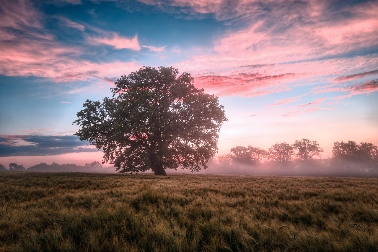 Field Morning Sunrise wallpaper