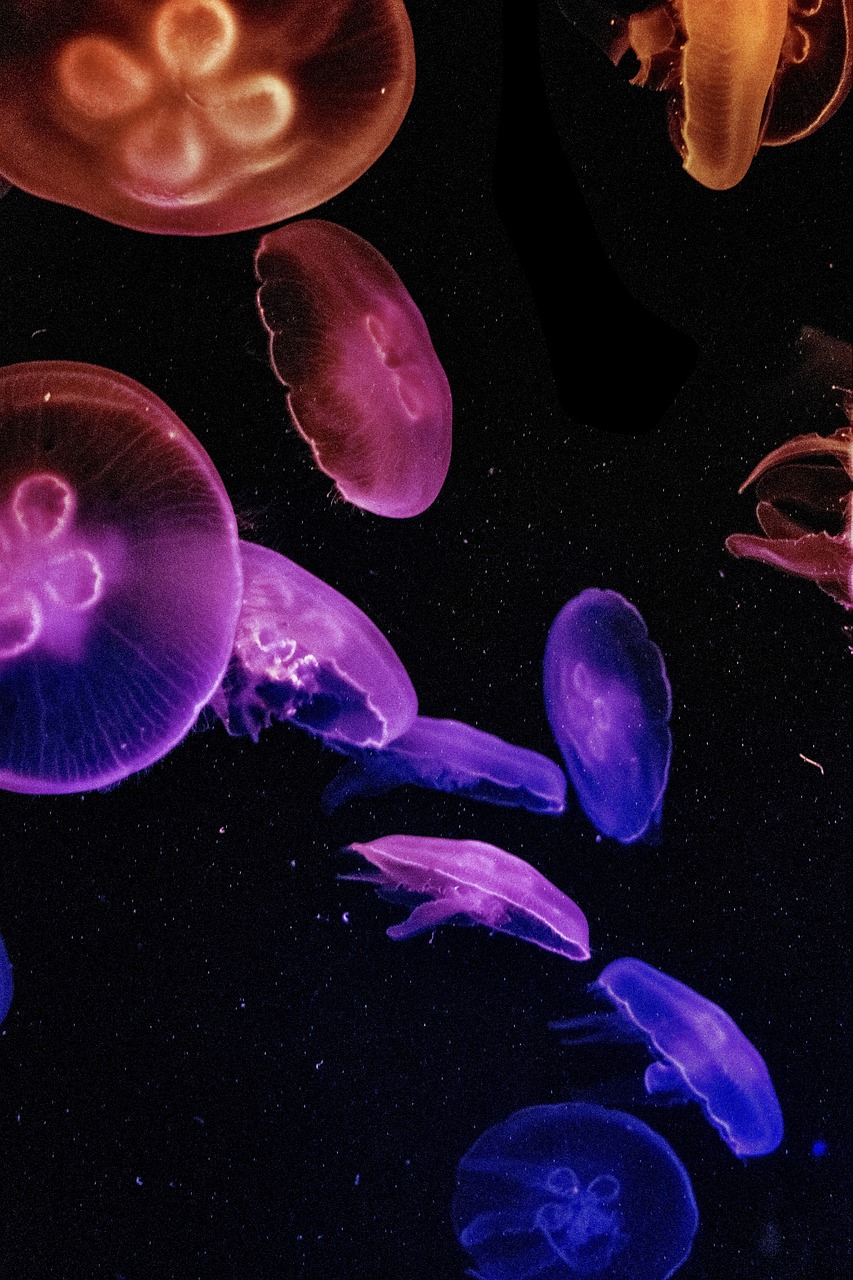 Jellyfish Wallpaper Jelly Fish wallpaper