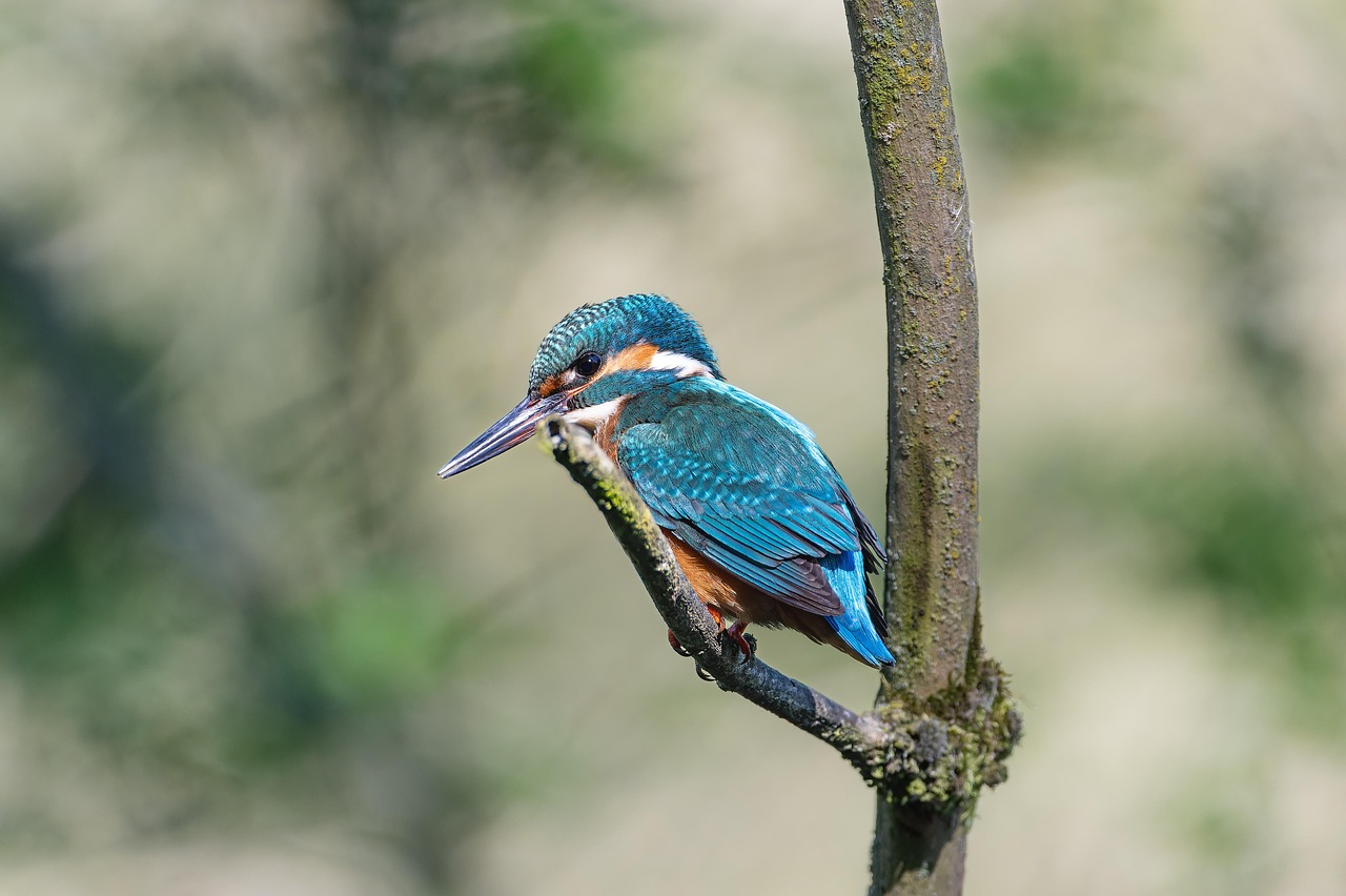 Bird Kingfisher Ornithology wallpaper