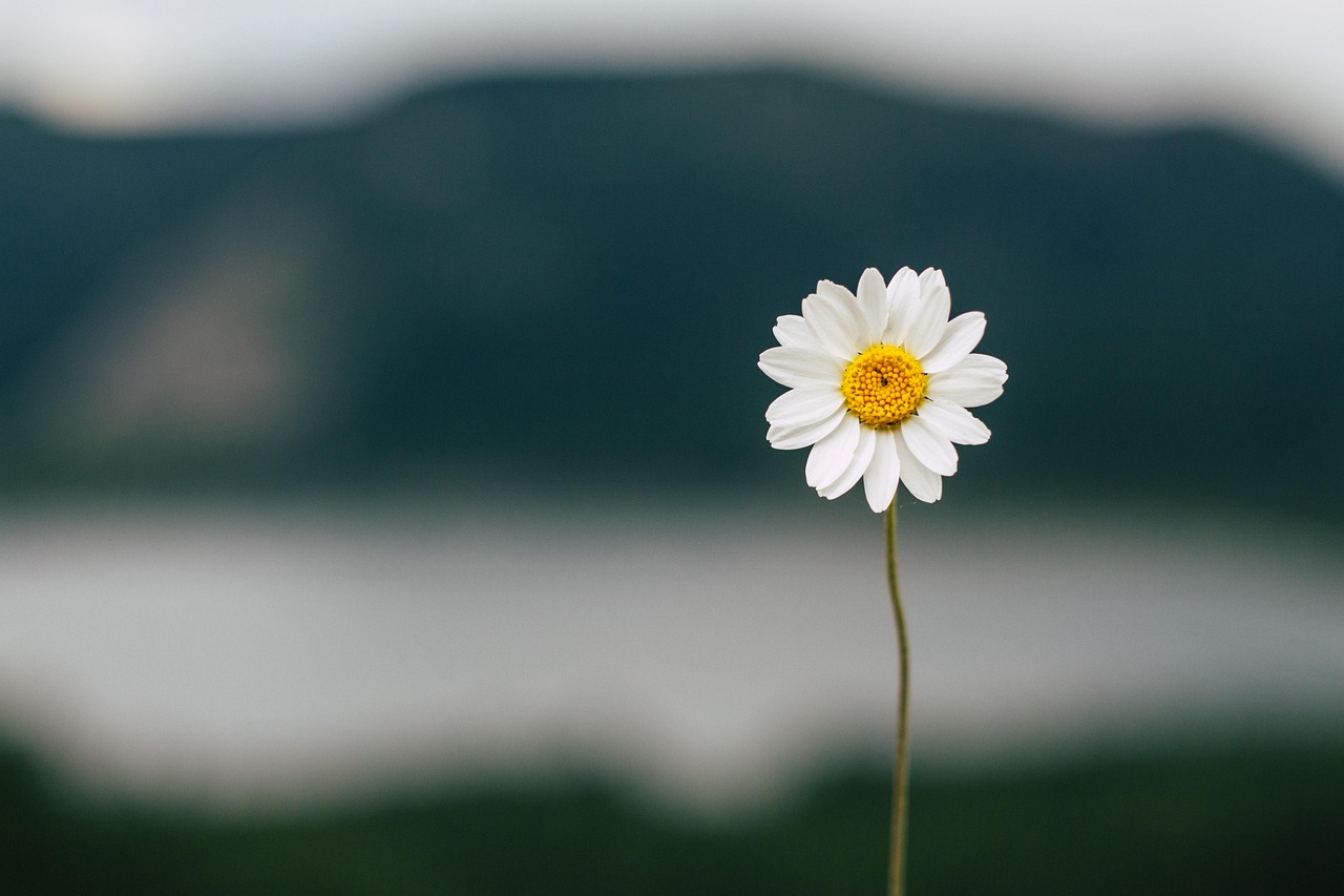 Daisy Flower Lake wallpaper