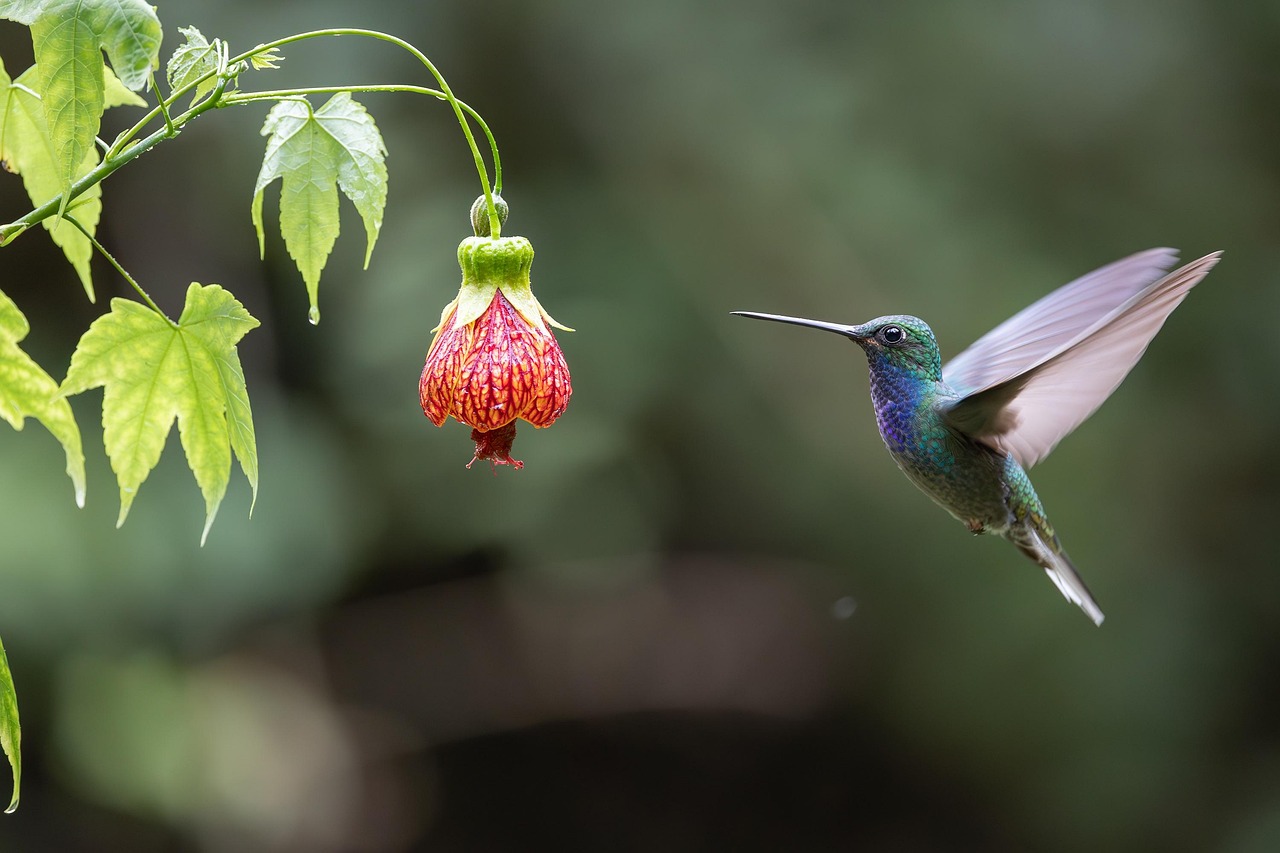Hummingbird Bird Animal wallpaper
