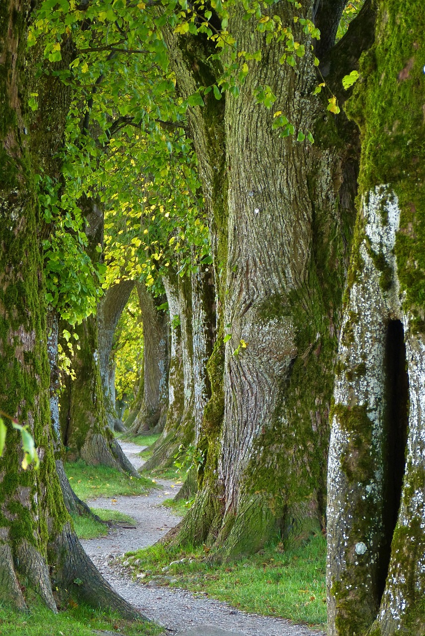 Trees Path Trail wallpaper