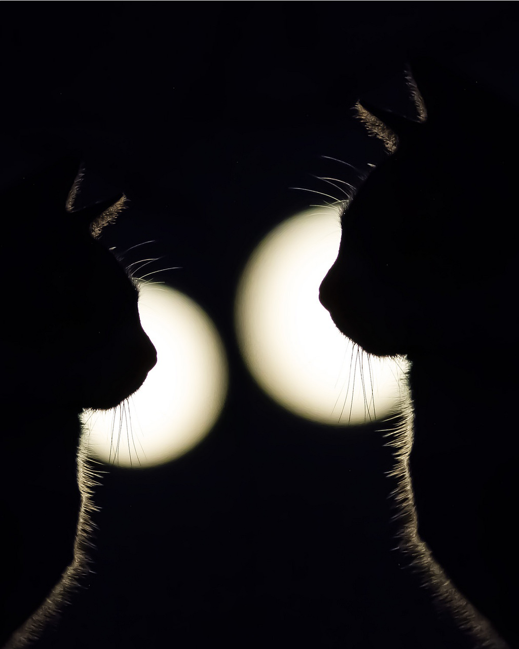 Cats Silhouettes Black wallpaper