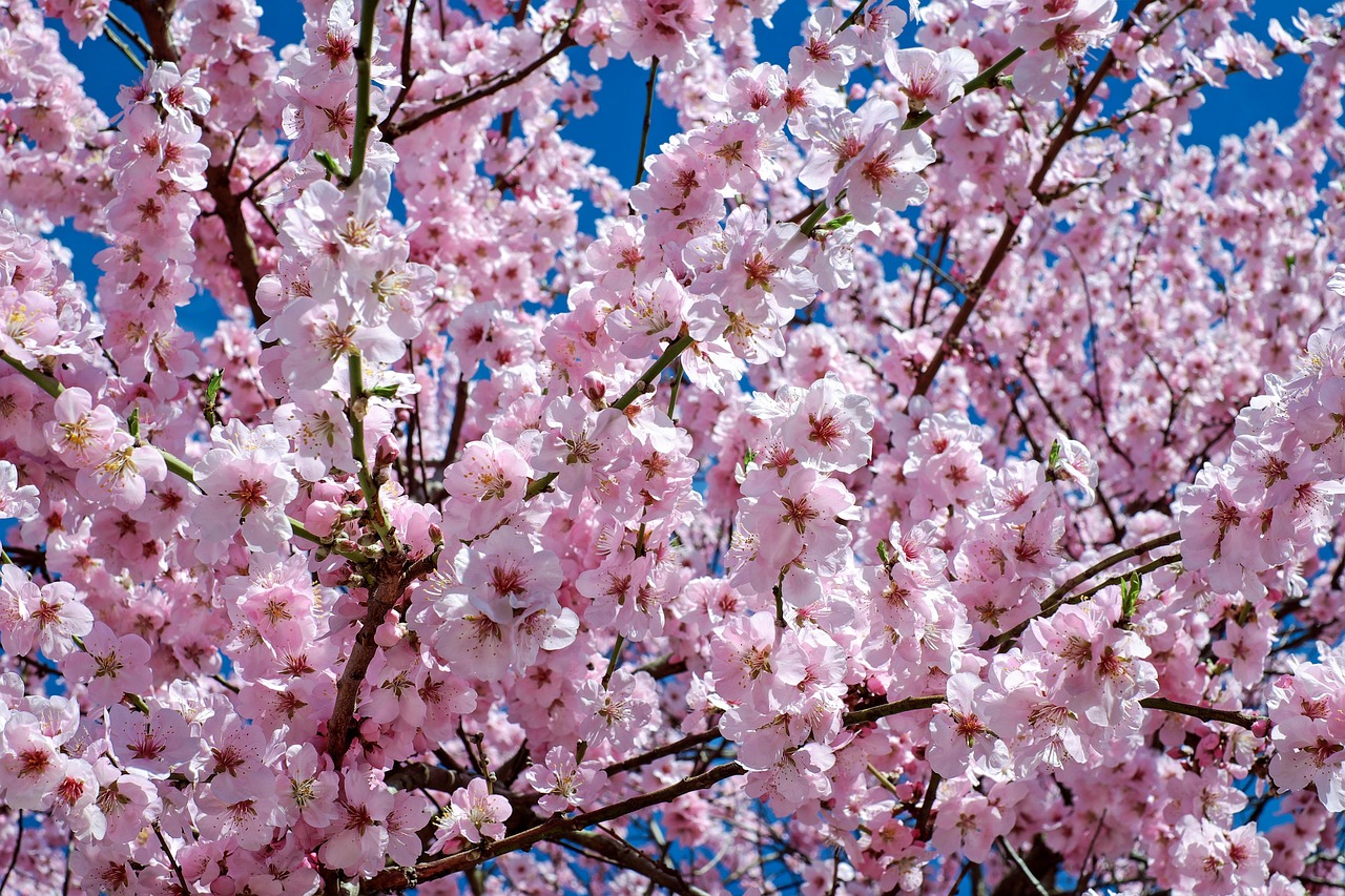 Japanese Cherry Blossom Flowers Tree wallpaper