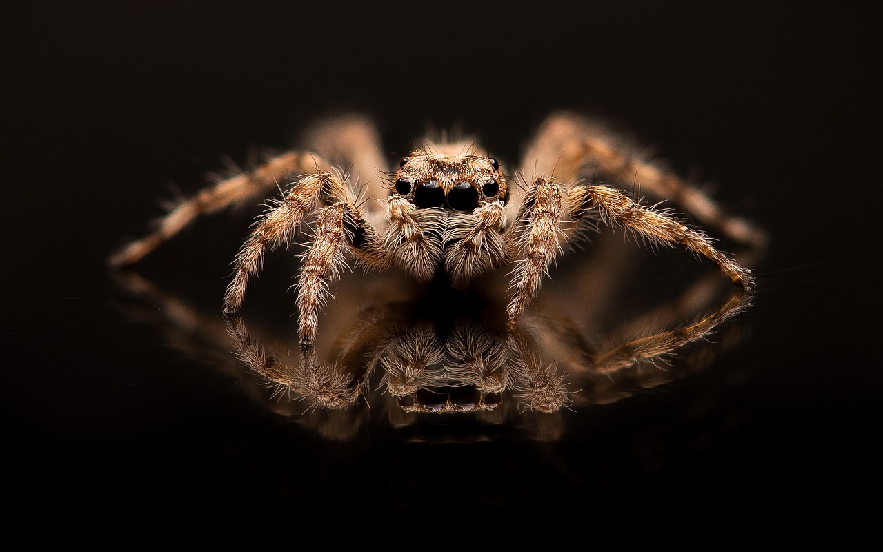 Spider Bug Arachnid wallpaper